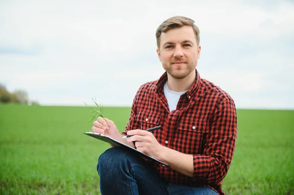 Ung Jordbrukare Inspekterar Kvaliteten Vetegroddar Fältet Begreppet Jordbruk — Stockfoto