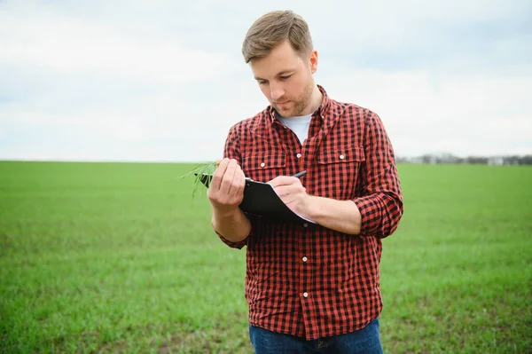 Farmář Drží Svých Rukou Sklizeň Půdy Mladé Zelené Pšenice Která — Stock fotografie