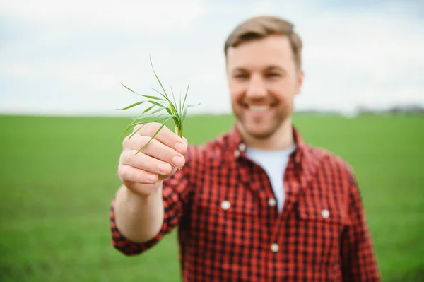 Фермер Тримає Руках Урожай Ґрунту Молоді Зелені Паростки Пшениці Перевіряють — стокове фото