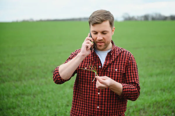 Joven Agricultor Inspecciona Calidad Los Brotes Trigo Campo Concepto Agricultura — Foto de Stock