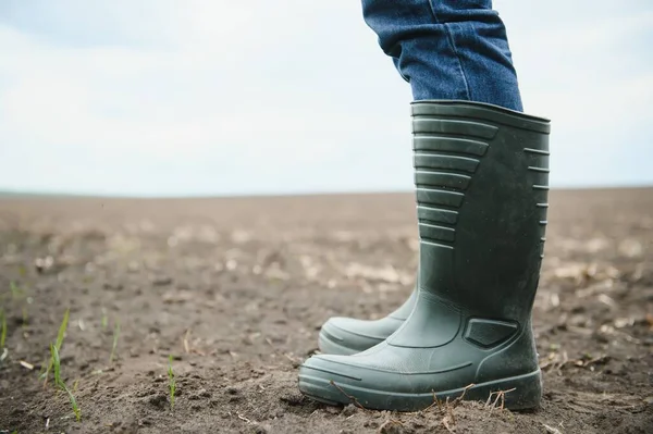 A farmer in boots works with his tablet in a field sown in spring. An agronomist walks the earth, assessing a plowed field in autumn. Agriculture. Smart farming technologies.