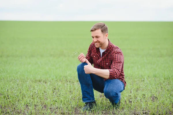Farmer Holds Harvest Soil Young Green Wheat Sprouts His Hands — Stock Photo, Image