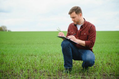 Genç bir çiftçi tarladaki buğday filizlerinin kalitesini kontrol eder. Tarım kavramı.