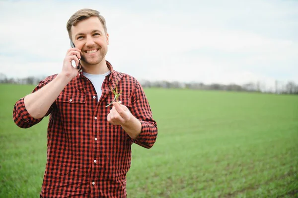 Jovem Agricultor Inspeciona Qualidade Dos Brotos Trigo Campo Conceito Agricultura — Fotografia de Stock