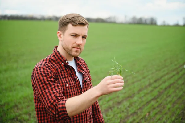 Agricultor Tiene Una Cosecha Tierra Brotes Trigo Verde Joven Sus — Foto de Stock