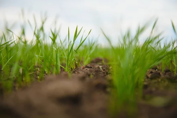 Toprakta Yeni Filizlenmiş Taze Arpa Veya Buğday Filizleri Ekinlerle Dolu — Stok fotoğraf