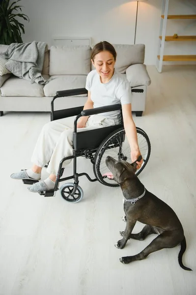강아지 실내와 휠체어에 — 스톡 사진