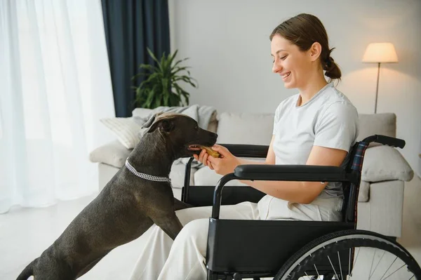Young Woman Wheelchair Dog Indoors — Stock Photo, Image