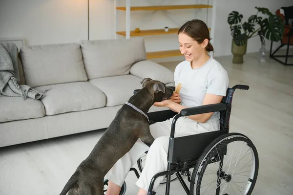 stock image Young woman in wheelchair with service dog at home