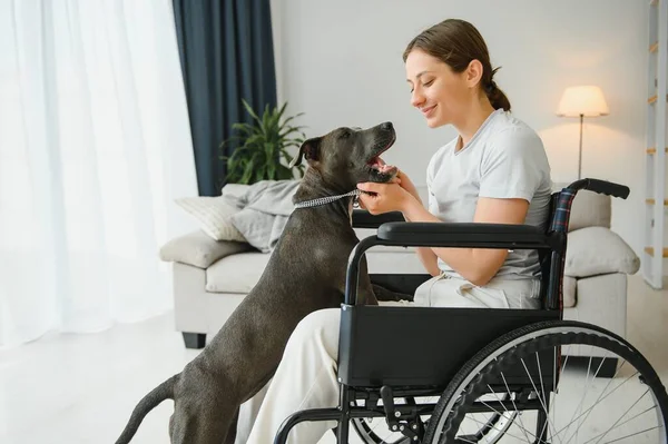 Young Woman Wheelchair Service Dog Home — Stock Photo, Image