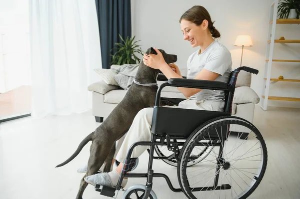 강아지 실내와 휠체어에 — 스톡 사진