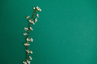 Arka plandaki bahar masası. Çiçekler ve Nisan çiçekleri yeşile vursun. Sancak olarak, arka planda çiçek açan kiraz dalları. Rüya gibi romantik bir görüntü, manzara manzarası, kopyalama alanı.