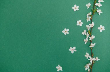 Kiraz ağacı çiçeği. Nisan çiçekleri ve bahar çiçekleri renkli arka planda çiçek açar. 8 Mart bayrağı, mesaj için yeri olan mutlu Paskalyalar. İlkbahar konsepti. Üst Manzara. Düz yatıyordu.