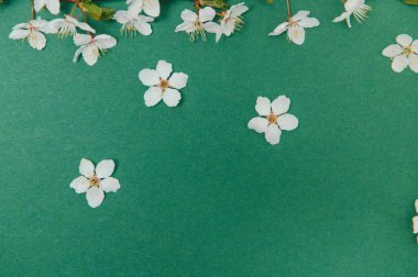 Arka plandaki bahar masası. Çiçekler ve Nisan çiçekleri yeşile vursun. Sancak olarak, arka planda çiçek açan kiraz dalları. Rüya gibi romantik bir görüntü, manzara manzarası, kopyalama alanı.