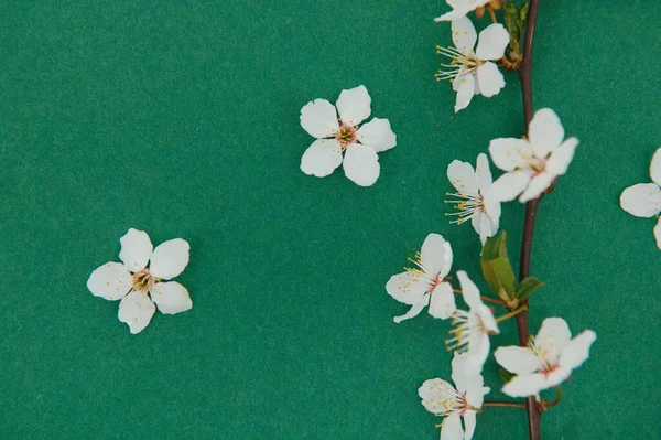 Tavaszi Háttérasztal Virágok Áprilisi Virágos Természet Zöld Banner Ágak Virágzó — Stock Fotó