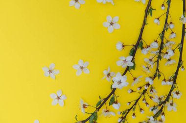 Kiraz ağacı çiçeği. Nisan çiçekleri ve bahar çiçekleri renkli arka planda çiçek açar. 8 Mart bayrağı, mesaj için yeri olan mutlu Paskalyalar. İlkbahar konsepti. Üst Manzara. Düz yatıyordu.