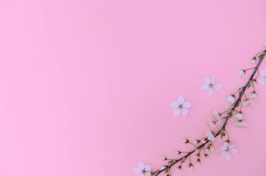 Arka plandaki bahar masası. Çiçekler ve Nisan çiçekleri yeşile vursun. Sancak olarak, arka planda çiçek açan kiraz dalları. Rüya gibi romantik bir görüntü, manzara manzarası, kopyalama alanı.