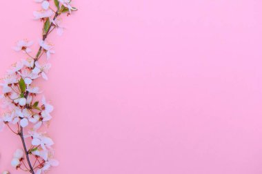 Kiraz ağacı çiçeği. Nisan çiçekleri ve bahar çiçekleri renkli arka planda çiçek açar. 8 Mart bayrağı, mesaj için yeri olan mutlu Paskalyalar. İlkbahar konsepti. Üst Manzara. Düz yatıyordu.