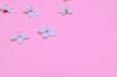 Kiraz ağacı çiçeği. Nisan çiçekleri ve bahar çiçekleri renkli arka planda çiçek açar. 8 Mart bayrağı, mesaj için yeri olan mutlu Paskalyalar. İlkbahar konsepti. Üst Manzara. Düz yatıyordu.