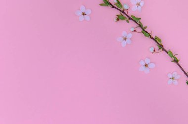 Kiraz ağacı çiçeği. Nisan çiçekleri ve bahar çiçekleri renkli arka planda çiçek açar. 8 Mart bayrağı, mesaj için yeri olan mutlu Paskalyalar. İlkbahar konsepti. Üst Manzara. Düz yatıyordu.