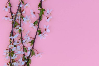 Arka plandaki bahar masası. Çiçekler ve Nisan çiçekleri yeşile vursun. Sancak olarak, arka planda çiçek açan kiraz dalları. Rüya gibi romantik bir görüntü, manzara manzarası, kopyalama alanı.