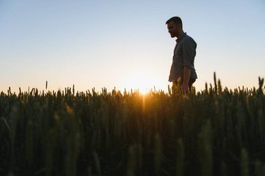 Buğday tarlasında çiftçi hasat etkinliği planlıyor. Kadın tarım uzmanı ufukta gün batımına bakıyor.