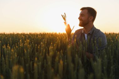 Bir adamın altın olgunlaşmış tarlanın ortasında gün batımında buğday dikenlerinin kalitesini ölçerken yakın plan çekimi. Çiftlik işçisi hasattan önce buğday başaklarını inceler. Tarım kavramı.