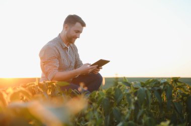Bir çiftçi yeşil fasulye tarlasını teftiş eder. Hasat konsepti.