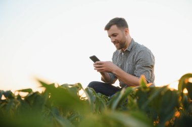 Bir çiftçi yeşil fasulye tarlasını teftiş eder. Hasat konsepti.