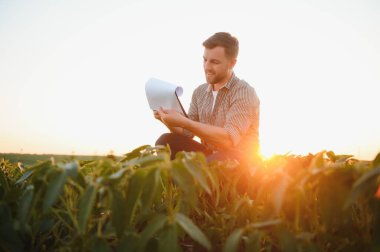 Bir çiftçi yeşil fasulye tarlasını teftiş eder. Hasat konsepti.