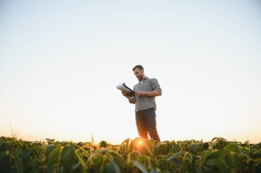 Soya tarlasında tarımcı çiftçi ekinleri kontrol ediyor. Organik gıda üretimi ve yetiştirilmesi