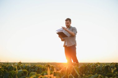Agronomist tarlada yetişen soya fasulyesi ekinlerini inceliyor. Tarım üretim konsepti. Genç tarımcı yazın tarlada soya fasulyesi mahsulünü inceliyor. Soya tarlasında çiftçi