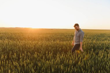 Buğday günbatımı sırasında yürüyüş ve hasat dokunmadan adam.