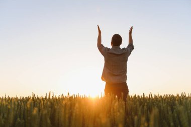 Gün doğumu ya da gün batımı fotoğrafı. Ellerini kaldırıp güneşe bakan ve gündüz eğlenen bir adam. Yetişkin adam olgunlaşmış buğday tarlasının ortasında tek başına duruyor. Çiftçi ya da ekolojik adam..