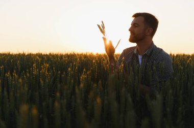Çiftçinin buğday tarlasındaki yeni mahsulün kalitesini kontrol etmesi. Tarım işçisi altın dikenleri elinde tutuyor ve olgunlaşan sahnelerini değerlendiriyor. Hasat konsepti.