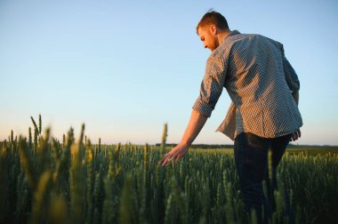 Çiftçinin buğday tarlasındaki yeni mahsulün kalitesini kontrol etmesi. Tarım işçisi altın dikenleri elinde tutuyor ve olgunlaşan sahnelerini değerlendiriyor. Hasat konsepti.