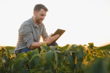 Bir çiftçi yeşil fasulye tarlasını teftiş eder. Hasat konsepti.