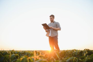 Agronomist tarlada yetişen soya fasulyesi ekinlerini inceliyor. Tarım üretim konsepti. Genç tarımcı yazın tarlada soya fasulyesi mahsulünü inceliyor. Soya tarlasında çiftçi