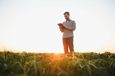 Bir çiftçi yeşil fasulye tarlasını teftiş eder. Hasat konsepti.