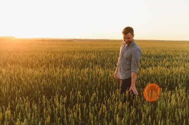 Buğday günbatımı sırasında yürüyüş ve hasat dokunmadan adam.
