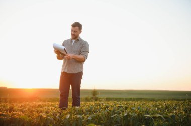 Bir çiftçi yeşil fasulye tarlasını teftiş eder. Hasat konsepti.