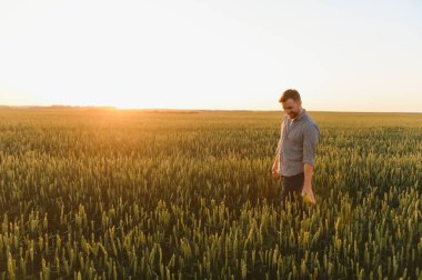 Bir adamın altın olgunlaşmış tarlanın ortasında gün batımında buğday dikenlerinin kalitesini ölçerken yakın plan çekimi. Çiftlik işçisi hasattan önce buğday başaklarını inceler. Tarım kavramı.