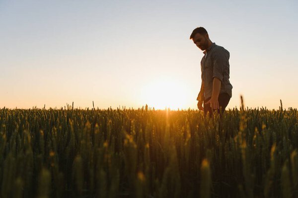 Человек ходит по пшенице во время заката и трогательного урожая
.