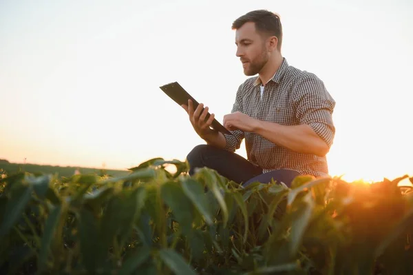 Soya tarlasında tarımcı çiftçi ekinleri kontrol ediyor. Organik gıda üretimi ve yetiştirilmesi