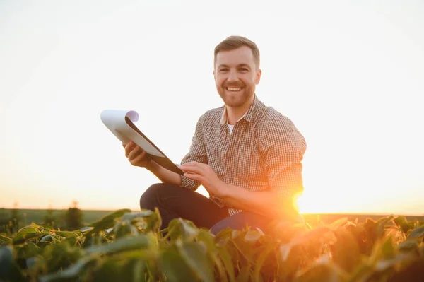 Agricoltore Ispeziona Campo Soia Verde Concetto Del Raccolto — Foto Stock