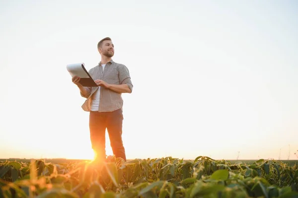 Soya Tarlasında Çiftçi Açık Havada Büyümek — Stok fotoğraf