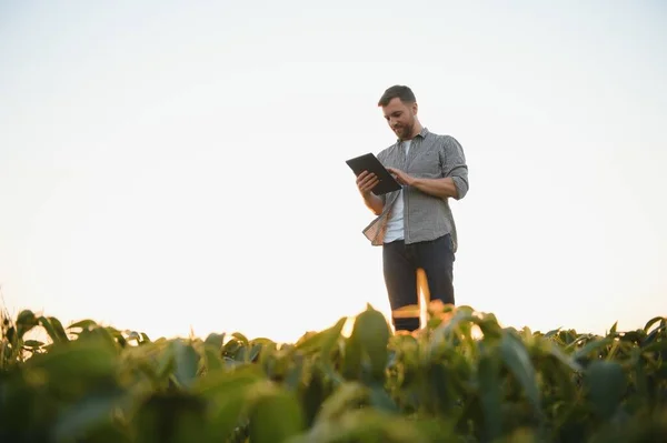 Agronomist Tarlada Yetişen Soya Fasulyesi Ekinlerini Inceliyor Tarım Üretim Konsepti — Stok fotoğraf