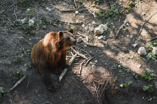 ブラウンは森の中で熊を飼っている ヨーロッパのクマは自然の中で — ストック写真
