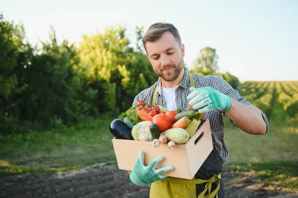 Male farmer holding box with vegetables in field.