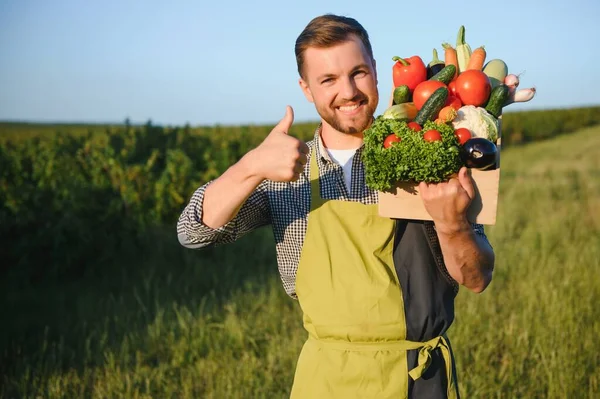 Samiec Farmera Pudełkiem Świeżych Warzyw Spaceruje Jej Polu Zdrowe Odżywianie — Zdjęcie stockowe